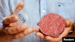 پروفسور «مارک پست» اولین گوشت ساخته شده در آزمایشگاه توسط شرکت هلندی «موسا میت» را در رویدادی در لندن نشان می دهد. ۵ اوت ۲۰۱۳