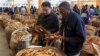 Zimbabwe Farmers Fear Winter of Hunger After Poor Tobacco Crop