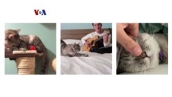 Nala, Sang Kucing Milyarder