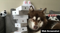 The son of a Chinese billionaire gave his pet dog eight new iPhones. (Weibo)