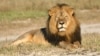 FILE: In this undated photo provided by the Wildlife Conservation Research Unit, Cecil the lion rests in Hwange National Park, in Hwange, Zimbabwe. (Andy Loveridge/Wildlife Conservation Research Unit via AP)