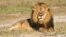 FILE: In this undated photo provided by the Wildlife Conservation Research Unit, Cecil the lion rests in Hwange National Park, in Hwange, Zimbabwe. (Andy Loveridge/Wildlife Conservation Research Unit via AP)