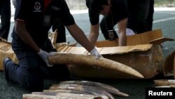 Saisie d'ivoire à Bangkok le 18 décembre 2015.