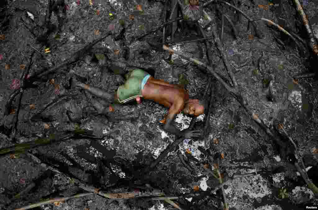 អ្នក​នេសាទ​ម្នាក់ឈ្មោះ Jose da Cruz ដែល​ត្រូវ​បាន​គេស្គាល់​តាម​រយៈឈ្មោះ​ក្រៅ​ថា Vampire ដោយសារ​ធ្មេញរបស់​គាត់ ចាប់បាន​ក្តាម​នៅ​ខាងក្នុង​ព្រៃ​កោងកាងតាម​ទន្លេ Caratingui ក្នុងទីក្រុង Cairu&nbsp;រដ្ឋ Bahia ប្រទេស​ប្រេស៊ីល។