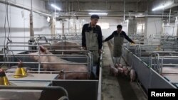 中国广西的一个养猪场的工人正在把小猪赶出猪栏。（2018年3月21日）