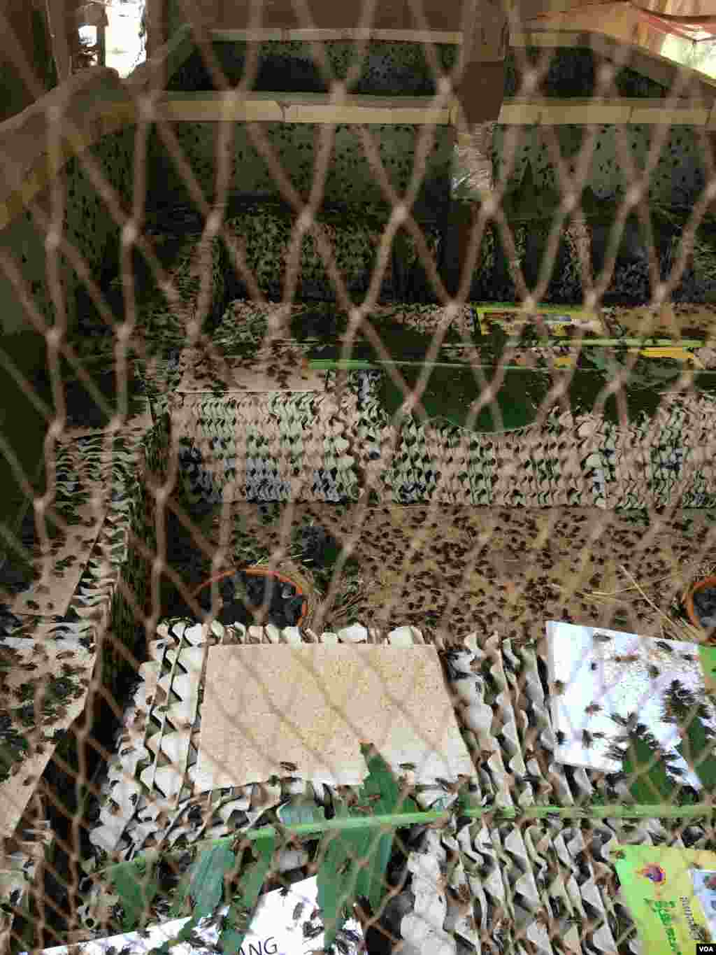 អាង​ចិញ្ចឹម​សត្វ​ចង្រិត​សង់​នៅ​ក្រោម​ផ្ទះ​ឈើ​របស់អ្នក​ស្រី ឈិន​ ជូ អាយុ៥០ឆ្នាំ នៅ​ក្នុង​ភូមិ​ច្រាប ឃុំ​ដើមដូង ស្រុក​អង្គរជ័យ ខេត្ត​កំពត នៅ​ថ្ងៃ​ទី៧ ខែកុម្ភៈ ឆ្នាំ២០១៧ ។ (សើ សាយ្យាណា/VOA)