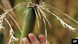 An Indian man shows green bamboo fruits, each a little bigger than a golf ball, near bamboo plants in Aizawl, capital of the remote northeastern state of Mizoram, April 24, 2005 (file photo)