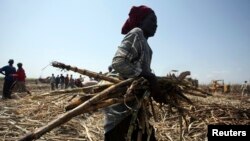 Un ouvrier agricole dans une exploitation dans la communauté de Numan, dans l'État d'Adamawa, au nord-est du Nigeria, en novembre 2009.