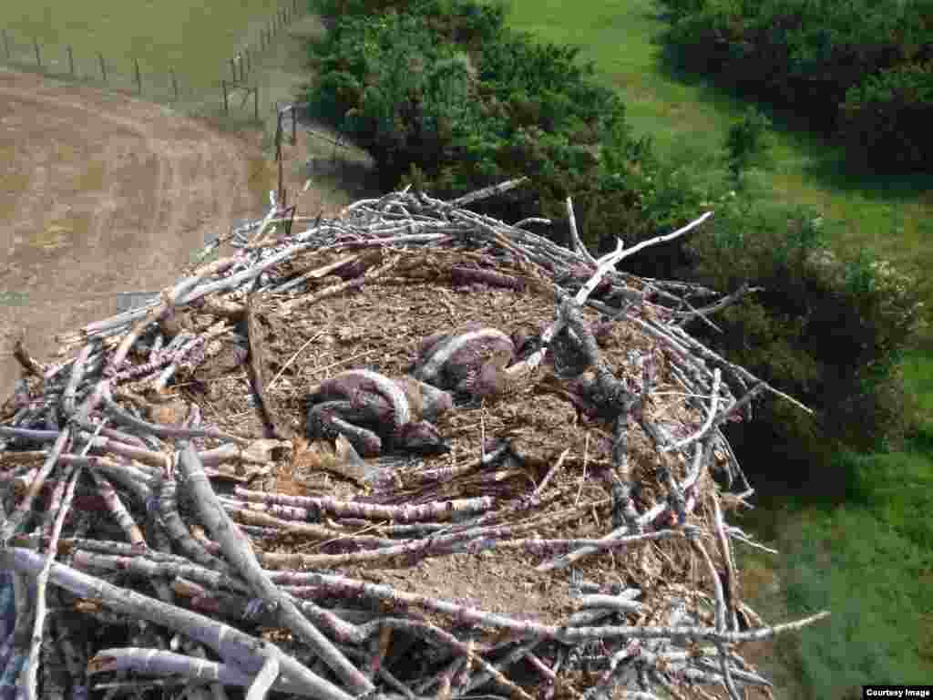 The “polluted” nest contained two osprey chicks. (Tom Banse/VOA)