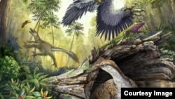 A number of bird-like dinosaurs reconstructed in their environment in the Hell Creek Formation at the end of the Cretaceous. Middle ground and background: two different dromaeosaurid species hunting vertebrate prey (a lizard and a toothed bird). Foreground.