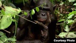 The endangered bonobo is the only primate, other than humans, which engages in sex for reasons other than procreation.(Courtesy "The Bonobo Connection") 