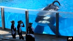 FILE - Tilikum, an orca, watches March 7, 2011, as SeaWorld trainers take a break during a training session at the theme park's Shamu Stadium in Orlando, Florida.