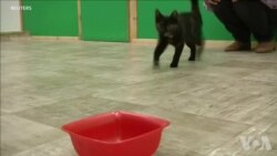 猫观察人类寻找行为暗示