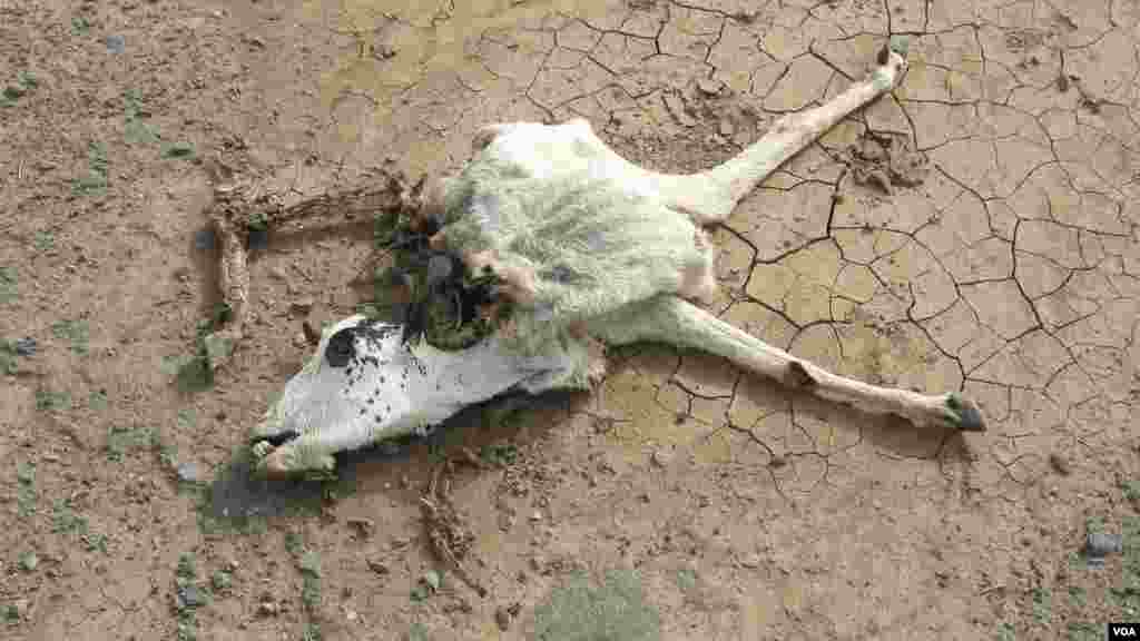 በአፋር የተከሰተው የዝናብ እጥረት ያስከተለው ጉዳት-ከአፋር ክልል ሚሌ ወረዳ ሀርሲስ ቀበሌ 