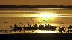 Quiz - Study: Climate Change May Be Causing Smaller American Birds