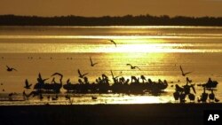 In this Sept. 3, 2002 file photo, birds find refuge at sunset on the surface of the Salton Sea, one of the largest stops for migratory birds in North America. (AP Photo/Reed Saxon, File)