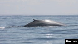 A blue whale surfaces in the El Corcovado gulf near the island of Melinka in the Aysen region, about 1200km (754 miles) south of Santiago, March 26, 2008.