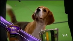 'Miss P' สุนัขพันธุ์บีเกิลเจ้าของรางวัลสูงสุดรายการประกวดสุนัข Westminster