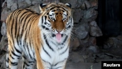 Une tigresse échappée d'un élevage d'animaux exotiques, qui rôde depuis deux jours à proximité de l'agglomération de Johannesburg, a déjà attaqué un homme et tué un chien ainsi qu'une biche sur son passage.