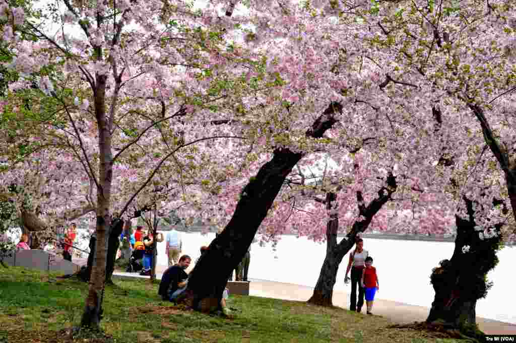 樱花树下有游人，所幸不是人挤人。
