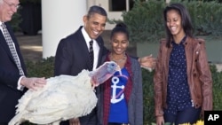 Presiden AS Barack Obama dan anak-anaknya, Sasha serta Malia, melakukan tradisi "pengampunan" pada seekor kalkun. (AP/J. Scott)