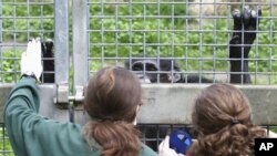 Menurut Dr. Natalie Cooper dari Universitas Trinity di Dublin, Mempelajari penyakit primata memberi kita sebuah model dari jenis penyakit yang kemungkinan menular pada manusia (foto: dok).