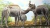 Mystery of Darwin's Strange South American Mammals Solved