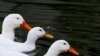 FILE - Ducks float on a stream in Sungnam, south of Seoul.