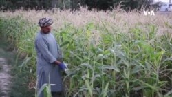 با کمبود آب برای آبیاری کشتزار ها و نرخ بالای کود های زراعتی مواجه‌ایم - دهقانان فاریاب