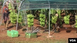 កម្មករ​ធ្វើការ​ក្នុង​ចម្ការ​ចេក​​ ប្រមូល​ និងដឹក​ទិន្នផល​ចេក​ ទៅ​រោងចក្រ​វេច​ខ្ចប់​ផលិតផល​ចេក​ នាំ​ចេញ​ទៅ​ប្រទេស​ចិន​ ក្នុង​​ស្រុក​អូររាំង​ឪ ខេត្ត​ត្បូង​ឃ្មុំ ថ្ងៃទី​២៣ ខែ​កក្កដា​ ឆ្នាំ​២០២០។​ (ស៊ុន ណារិន/វីអូអេ)