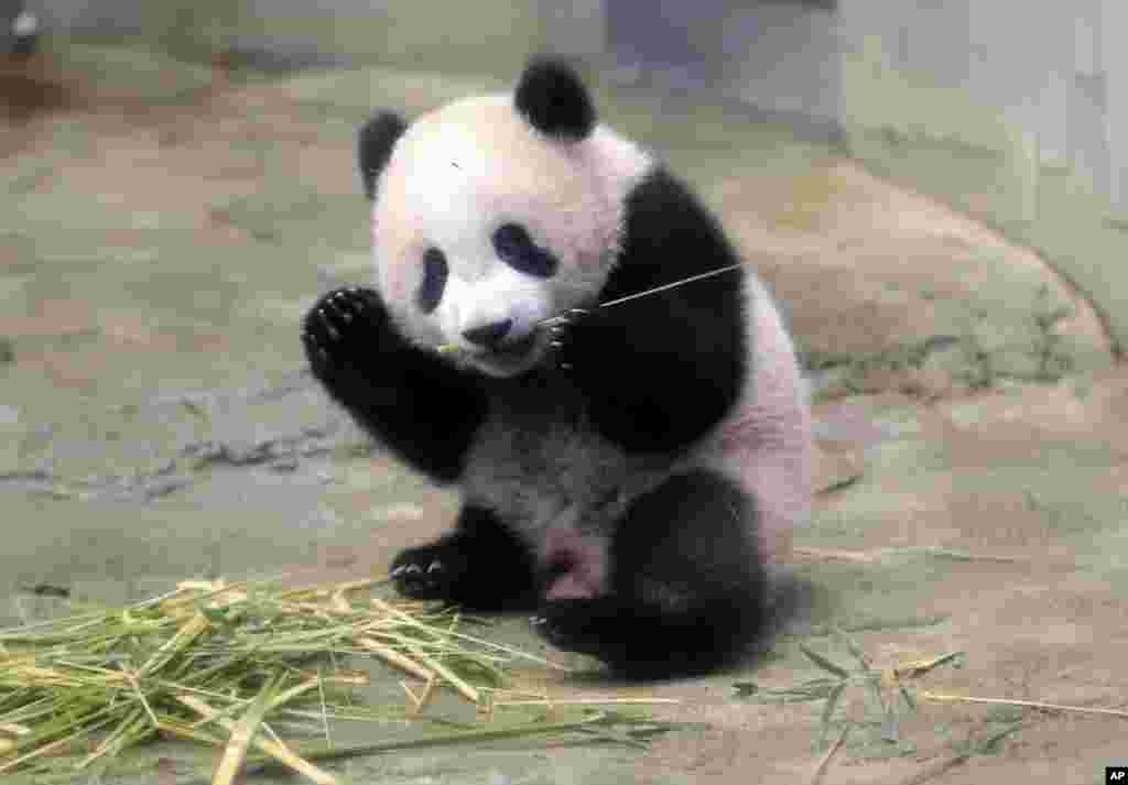 在东京上野动物园的媒体预览会中，6个月大的雌性大熊猫幼仔香香吃竹子（2017年12月18日）。