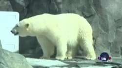 阿拉斯加科学家致力于保护北极熊