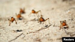 Locusts are seen in the Menabe region of western Madagascar, March 29, 2013. Food and Agriculture Organization (FAO) reports that half the island nation has been infected by locusts which are threatening the production of rice, the country's main staple. Picture taken March 29, 2013. REUTERS/Clarel Faniry Rasoanaivo (MADAGASCAR - Tags: DISASTER ENVIRONMENT SOCIETY ANIMALS FOOD BUSINESS TPX IMAGES OF THE DAY) - RTXY4O2