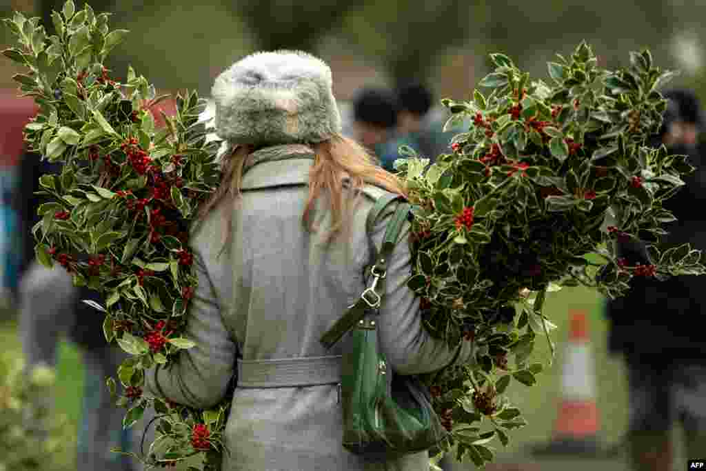 A woman carries bundles of holly during the annual Mistletoe and Holly Auctions held at Tenbury Wells, England, Dec. 4, 2018.
