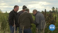 American Farmers Embrace Hemp after Legalization