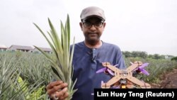 University Putra Malaysia professor Mohamed Thariq holds pineapple leaves and a drone. Picture taken on December 12, 2020. (REUTERS/Lim Huey Teng)