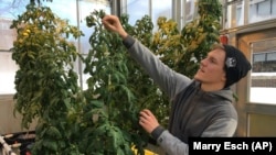 In this February 14, 2019 photo, Colton Welch, a junior at the State University of New York at Morrisville, New York, tends hydroponic tomato plants which will provide students with data applicable to cannabis cultivation.