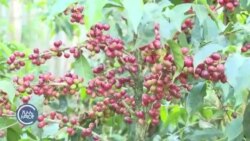 ምርታቸውን በከፍተኛ ዋጋ የሸጡ የቡና ገበሬዎች