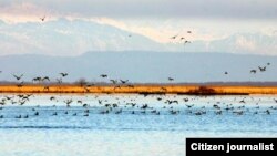 კოლხეთის ეროვნული პარკი საფრთხეშია