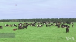 美国农民使用高科技监控牛群