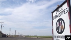 Penyakit sapi gila ditemukan di sebuah perternakan sapi perah di Hanford, California (24/4). 