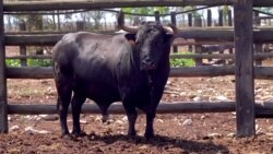 En Espagne, controverse autour des corridas