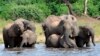 FILE - In this March 3, 2013, photo, elephants drink water in the Chobe National Park in Botswana.