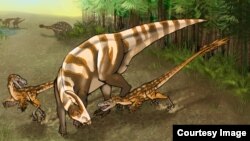 Saurornitholestes sullivani attacks a subadult hadrosaur Parasaurolophus tubicen. (Illustration: Mary P. Williams)