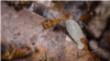 Sniffer Dog Helps Australia Fight Yellow Crazy Ant Invasion