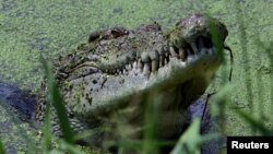 A large male crocodile watches a crowd gathered for feeding time at Darwin's Crocodile Farm located 100 kilometers south of Darwin, Australia. (2005 file photo)