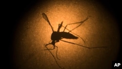 FILE - An Aedes aegypti mosquito known to carry the Zika virus, is photographed through a microscope at the Fiocruz Institute in Brazil. 