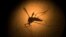 FILE - An Aedes aegypti mosquito known to carry the Zika virus, is photographed through a microscope at the Fiocruz Institute in Brazil. 