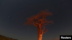 FILE - Guests stand beneath a baobab tree illuminated by fire in the Okavango Delta, Botswana, April 25, 2018.