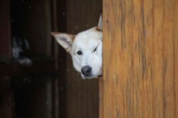 A sled dog on Kristy Berington's team peaks around the corner in the musher's truck before the ceremonial start of the Iditarod Trail Sled Dog Race, March 7, 2020, in Anchorage, Alaska.